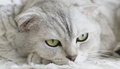 jiuyou.com-转会背后隐藏的战术谋划：究竟谁能最大化收益？，转会概率